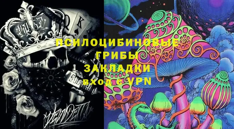 Галлюциногенные грибы Psilocybine cubensis  OMG   Северск 